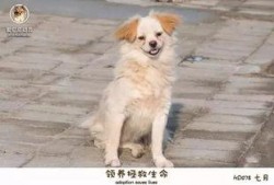 救助动物感人视频爆料,救助动物感人视频背后的感人故事